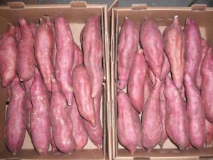 Wholesale egyptian dates: Fresh Sweet Potato