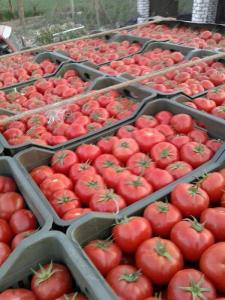 Wholesale cherry tomato: Fresh Tomatos