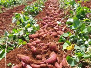 Wholesale china: Export Red Sweet Potato From Thailand