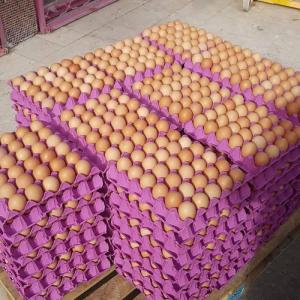 Wholesale table eggs: Fresh Chicken Table Eggs for Export