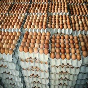Wholesale brown fresh chicken eggs: Top Quality Fresh Chicken Table Eggs for Export