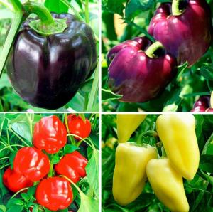 Wholesale seed: Seeds Sweet Bell Pepper Black Purple Red White Giant Organic Heirloom