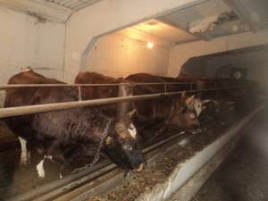 Wholesale red bull uk: Bulls