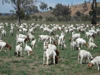 Live & Healthy Awassi Sheep for Sale