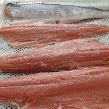 Sell IQF Frozen Salmon Fish/salmon fillets for sale