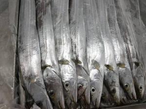Wholesale belts: Frozen Ribbon Fish