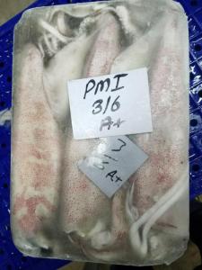 Wholesale squid: Loligo Squid Whole