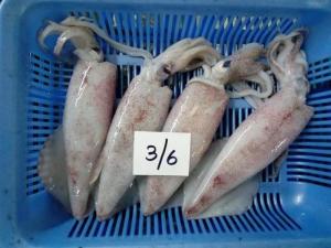 Wholesale Dried Food: Loligo Squid Whole