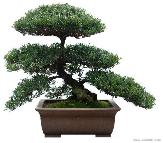 Podocarpus Bonsai(id:9963333). Buy China Podocarpus Bonsai, Podocarpus ...