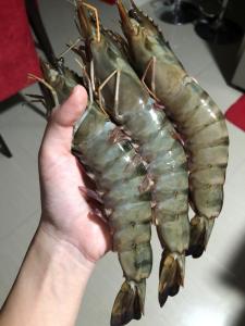 Wholesale Fish & Seafood: Prawns Shrimps Black Tiger Vannamies Shrimp/ Frozen Red Prawns Raw Peeled Wild Shrimps/Chilled Seafo