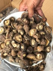 Wholesale canned whole mushroom: Dried Shiitake Mushrooms From Vietnam Whatsapp +84 388 573 259