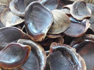 Wholesale powder sea shells: Murex Operculum Seashell