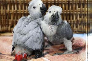 Wholesale mixed lots: Congo African Grey Parrots for Bird Lovers