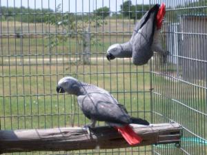 Wholesale live birds: African Grey Parrots/Babies for Sale Online.