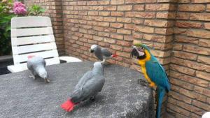 Wholesale conures parrots: Home Raised Parrots and Parrots Eggs for Sale