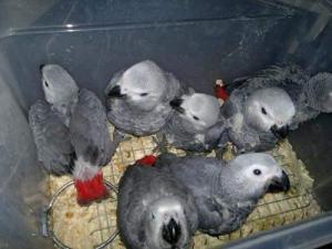Wholesale baby legging: Sweet and Lovely African Grey Parrots for Sale