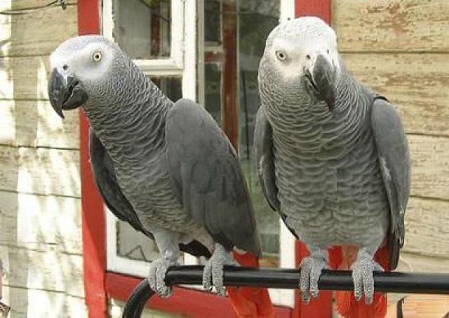 Bruno Grey Parrots Store