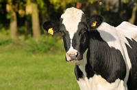 Sell We are Global Exporters of dairy commodities