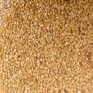 Wholesale Oil Seeds: Sesame Seeds