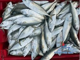 Wholesale sea food: Best Quality Frozen Indian Mackerel Frozen Fish Wholesale Price Fish with Quality Supplier Sea Foods