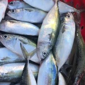 Wholesale Fish & Seafood: Hot Selling Idian Mackerel Availble for Buyers