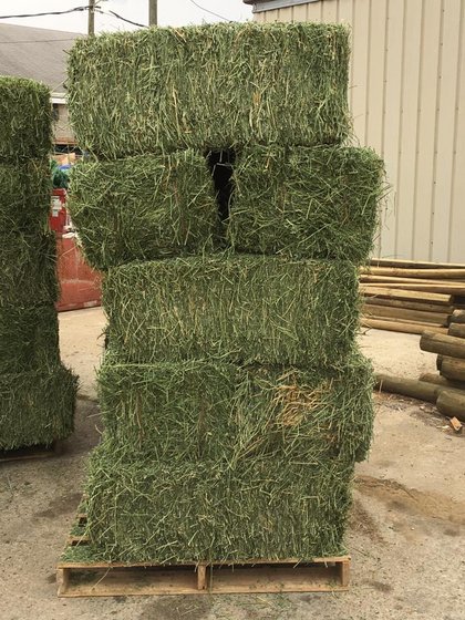 Premium Green Alfalfa Hay(id:10650225). Buy South Africa Premium, Green ...