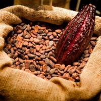 Sell Natural Cocoa Beans Dry Raw