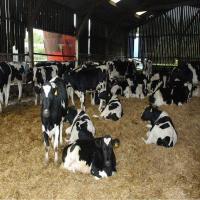 Sell Holstein friesian cows and heifers for sale