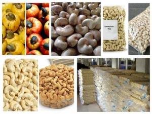 Wholesale Cashew Nuts: Dried Style S.A Cashew Nuts/ Cashew Kernels WW240/ WW320/ Ws/ Lp
