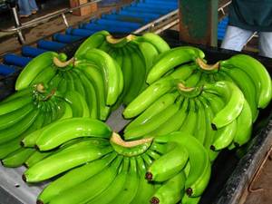 Wholesale fresh pineapples: Fresh Green Cavendish Bananas Good Quality From S.A