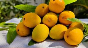 Wholesale aromatics: Alphanso Mango
