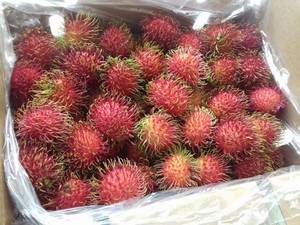 Garcinia cambogia complex celeiro photo 6