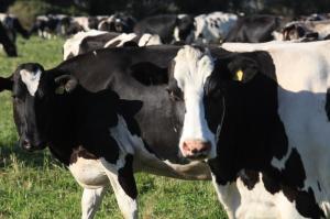 Wholesale lamb: Holstein Friesian Cattle, Friesian Cows, Friesian Heifers