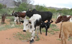 Wholesale Poultry & Livestock: Nguni Cattle From South Africa, Nguni Cows, Nguni Calves, Nguni Hides