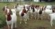 Pregnant Boer Goats, Pregnant Boers From South Africa