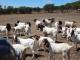 Boer Goats, Boer Goat Calves, Boer Goats - Rams and Ewes