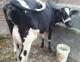 Pregnant Friesian Cattle, Pregnant Holstein Friesian, in-calf Friesian Cattle
