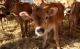 Jersey Cattle, Nguni Cattle, Brahman Cattle and Bonsmara Cattle, Cows for Sale