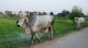 Brahman Cattle, Brahman Cows, Brahman Herds, Brahman Heifers
