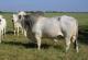 Brahman Calves, Brahman Bulls, Pregnant Brahman Cattle, Cows