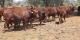 Bonsmara Cattle, Bonsmara Cows, Bonsmara Herds for Sale