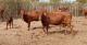 Dairy Bonsmara Cow, Pregnant Bonsmara Cattle, Bonsmara Calves, Heifers, Bulls