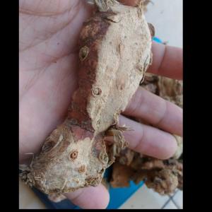 Wholesale indonesia: Dried Slice Galangal and Whole Galangal Roots Indonesia Origin