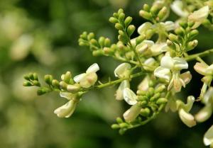 Wholesale Plant Extract: Flos Sophorae Japonicae