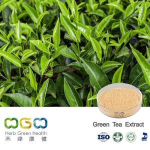 Wholesale green tea extracts: Natural Plant Extract Green Tea for Brain / Eye Health Herb Herbal