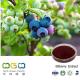 Natural Plant Extract Standardized European Bilberry Extract for Eye Sight Protection Herb Herbal