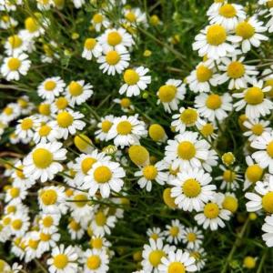 Wholesale Spices & Herbs: Chamomile