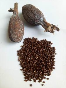 Wholesale fresh: Exotic Spices, Vegetables and Tubers From West Africa