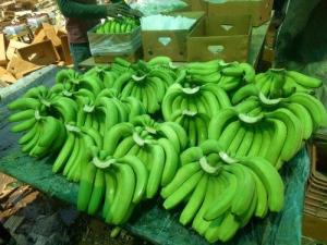 Wholesale 13kg: Cavendish Banana