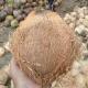 Sell Semi Husked Coconut